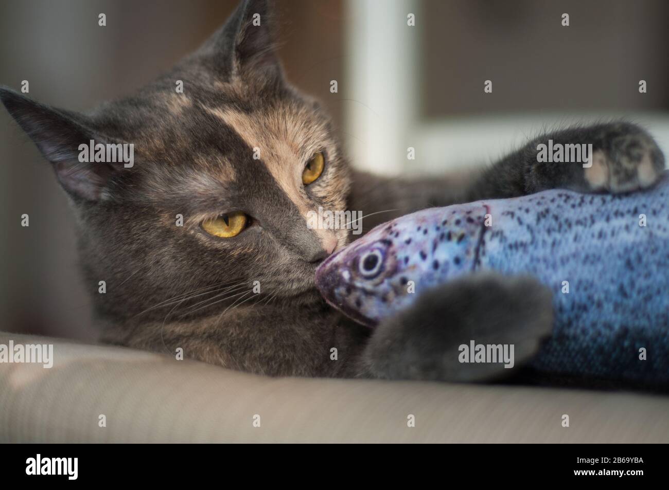 two color face cat playing with a fish toy Stock Photo