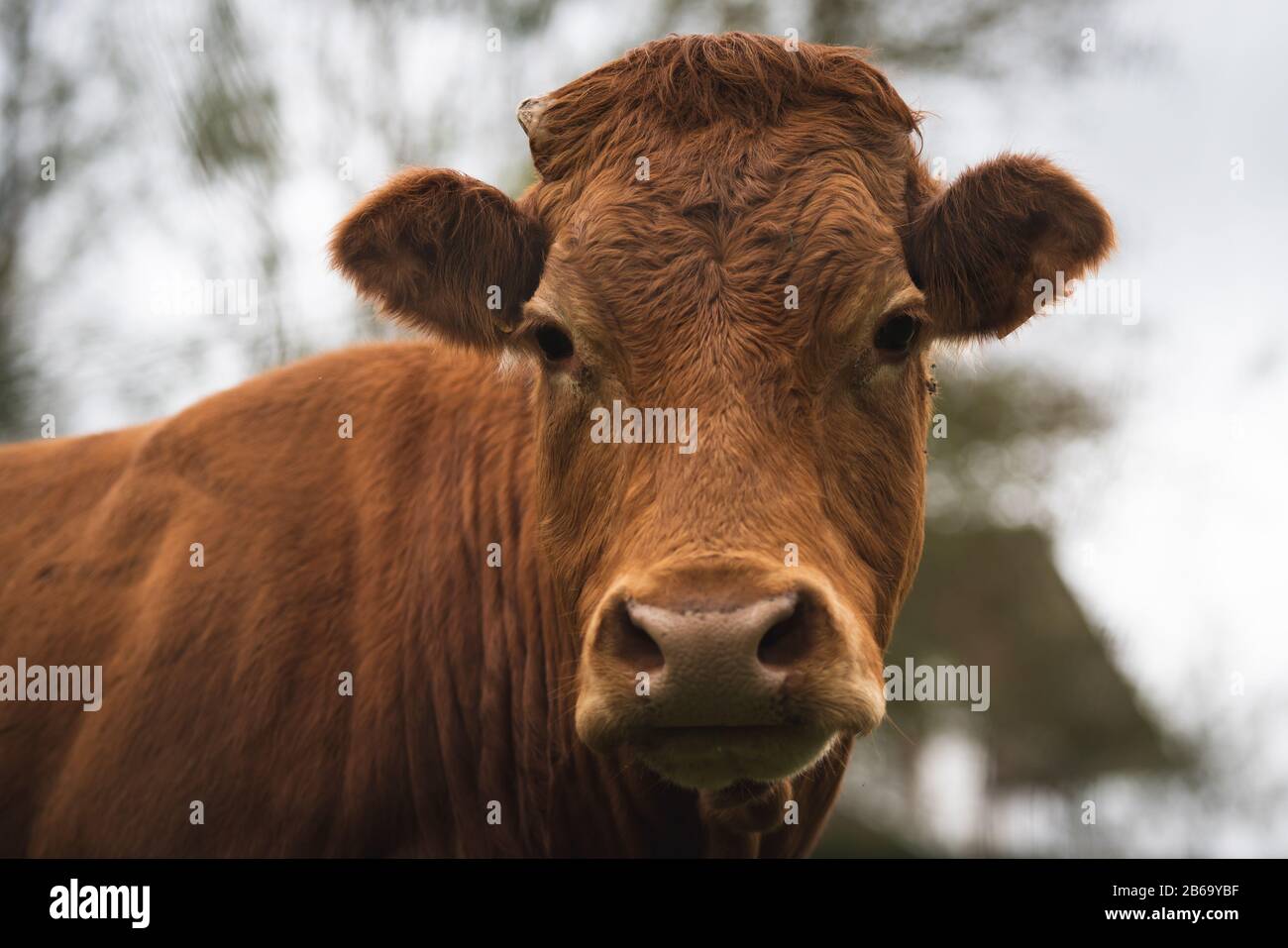 Big Head Basque High Resolution Stock Photography and Images - Alamy