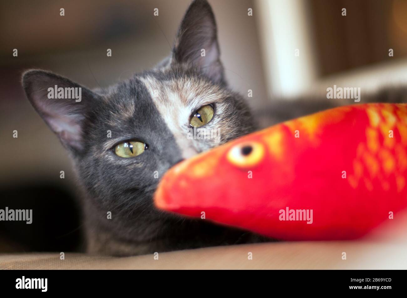 two color face cat playing with a fish toy Stock Photo