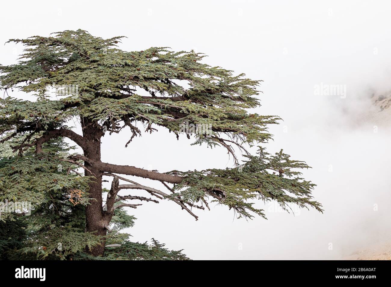 Cedar of Lebanon forest in the mist and fog near Tahtali mountain in Turkey. Rare and endangered species of trees Stock Photo