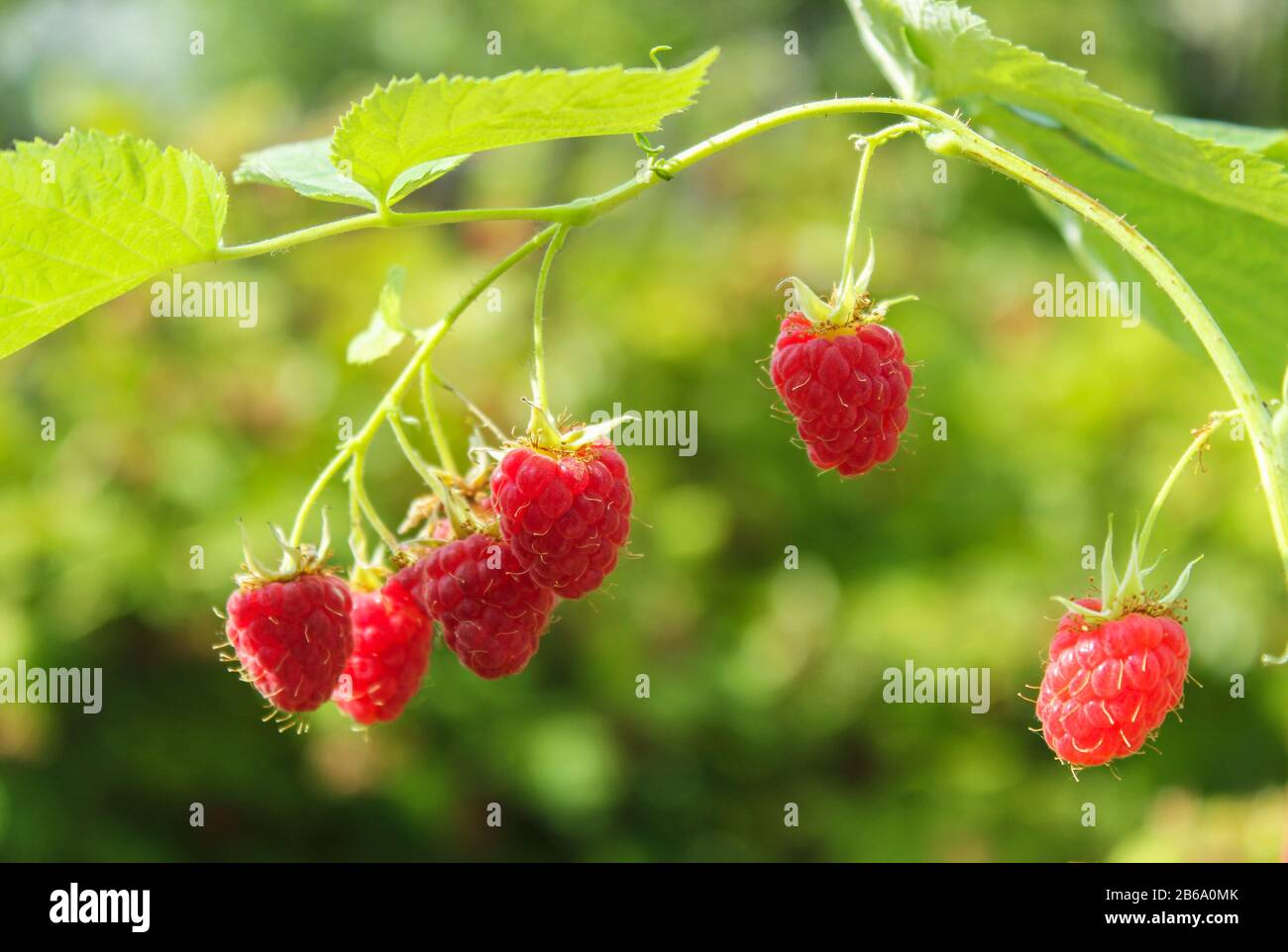 Juicy raspberries fresh delicious hi-res stock photography and images ...