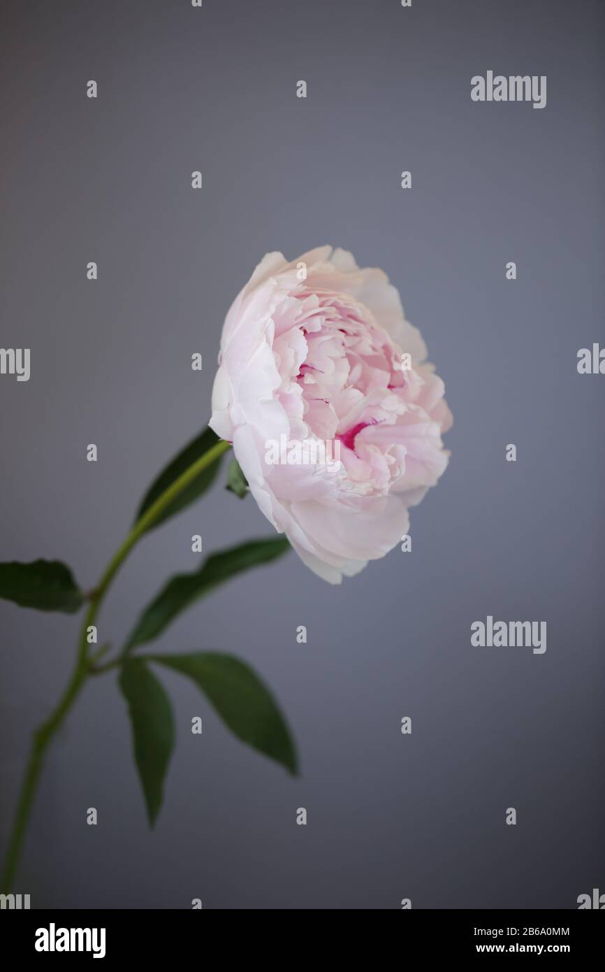 Peony pink flower close up beautiful macro photo Stock Photo - Alamy