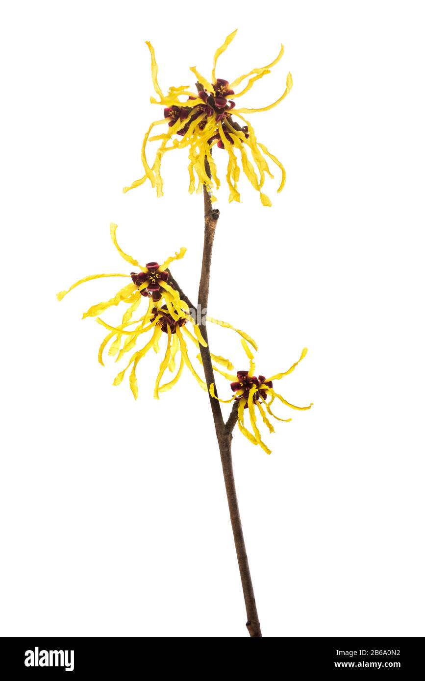 American witch hazel flower isolated on white background Stock Photo