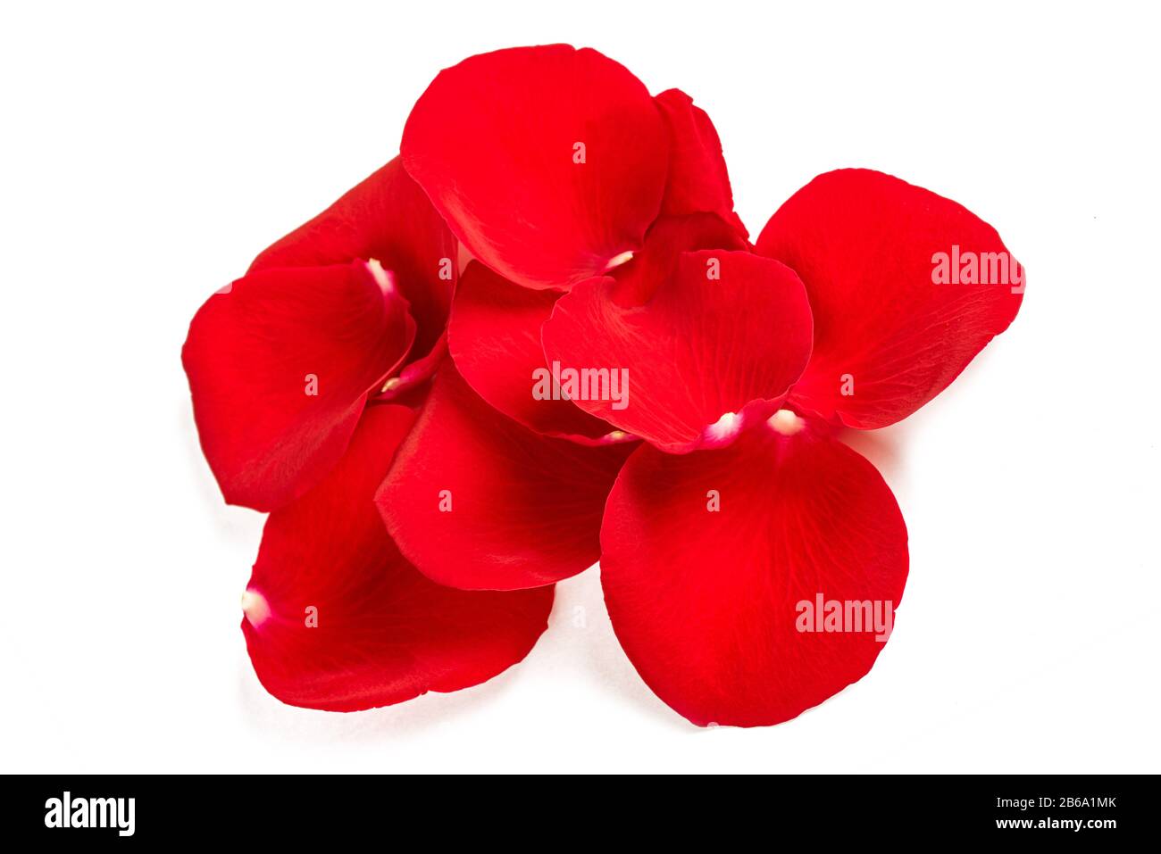 Red rose petals  isolated on white background Stock Photo