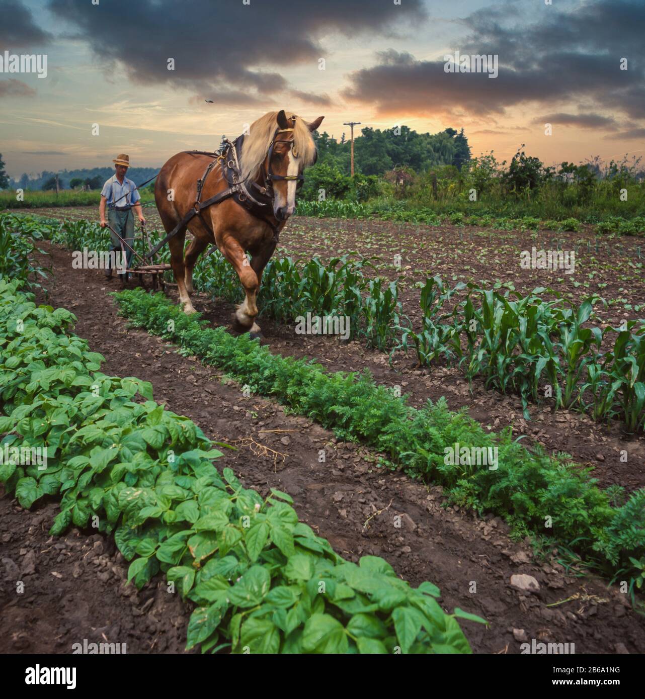 Farmer ploughing the fields Stock Photo - Alamy