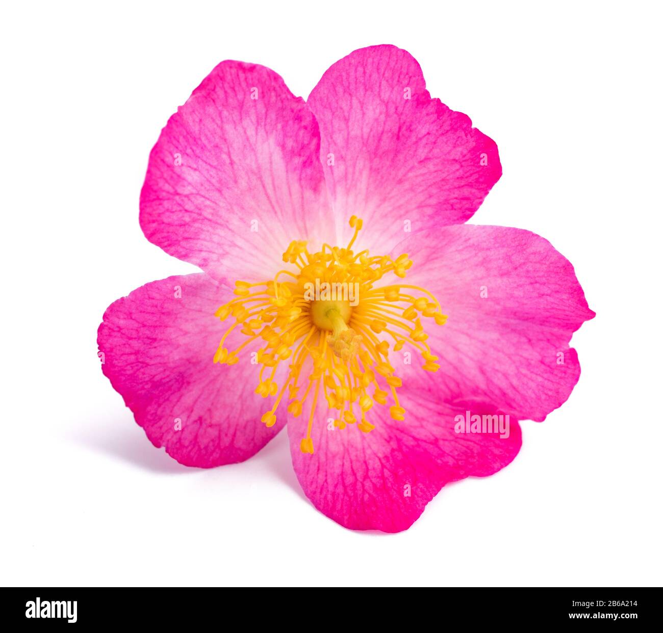 Dog rose flower isolated on white background Stock Photo - Alamy