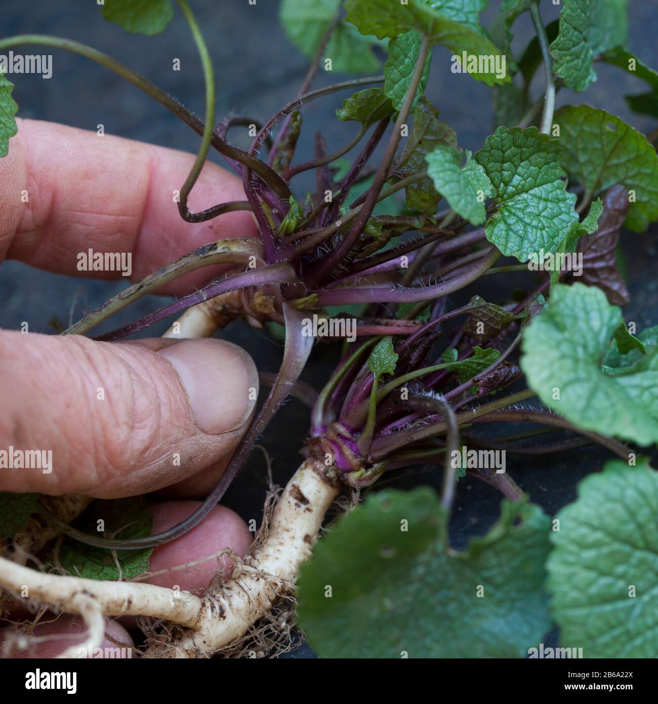 Gewöhnliche Knoblauchsrauke, Knoblauchsrauke, Knoblauchrauke, Knoblauch-Rauke, Knoblauchs-Rauke, Lauchkraut, Knoblauchskraut, Knoblauchhederich, Knobl Stock Photo