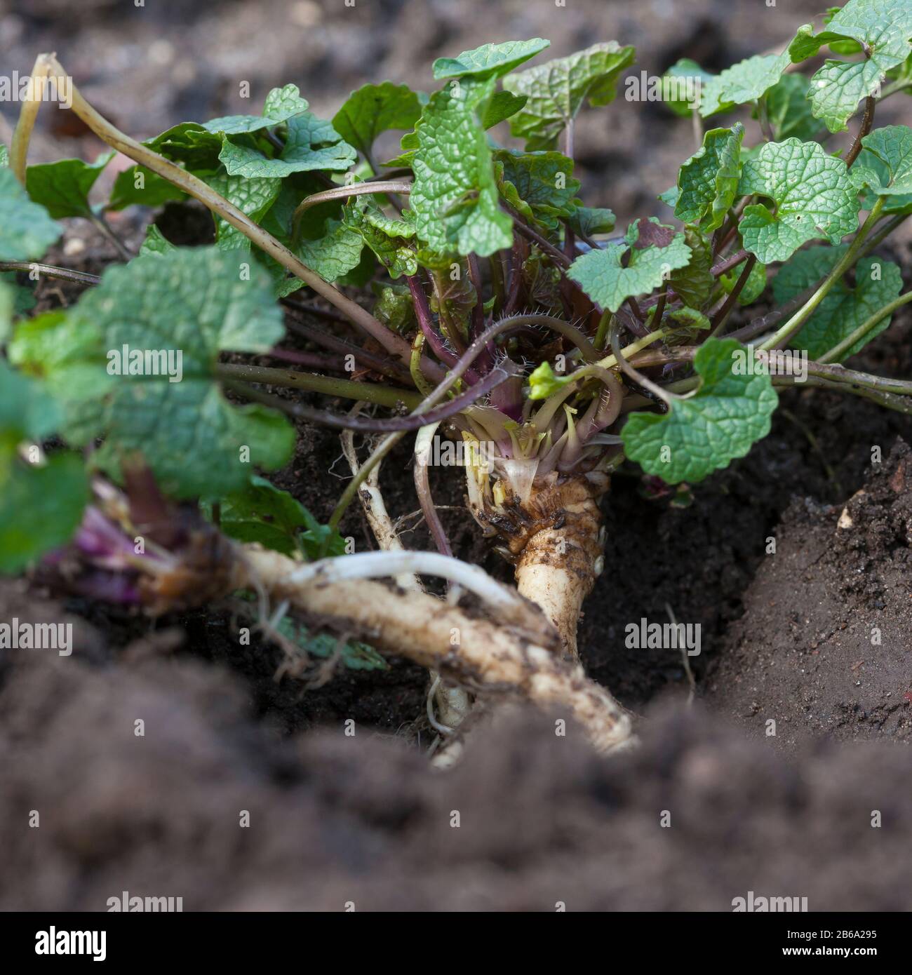 Gewöhnliche Knoblauchsrauke, Knoblauchsrauke, Knoblauchrauke, Knoblauch-Rauke, Knoblauchs-Rauke, Lauchkraut, Knoblauchskraut, Knoblauchhederich, Knobl Stock Photo