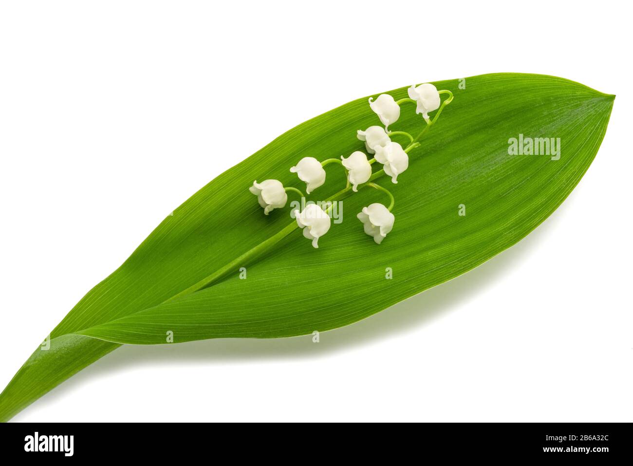 Lily of the valley  isolated on white background Stock Photo