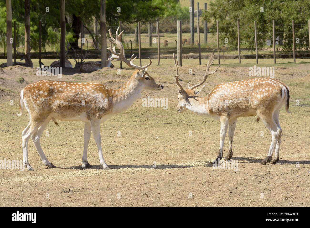 two deer in the natural reserve in Montevideo, Uruguay Stock Photo