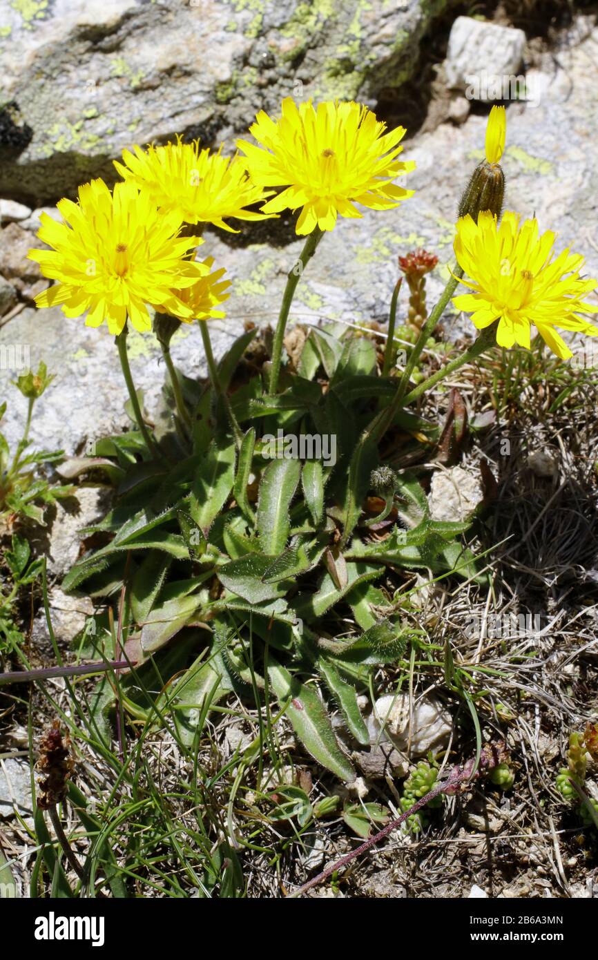 Alpen- Habichtskraut, Hieracium alpinum Stock Photo