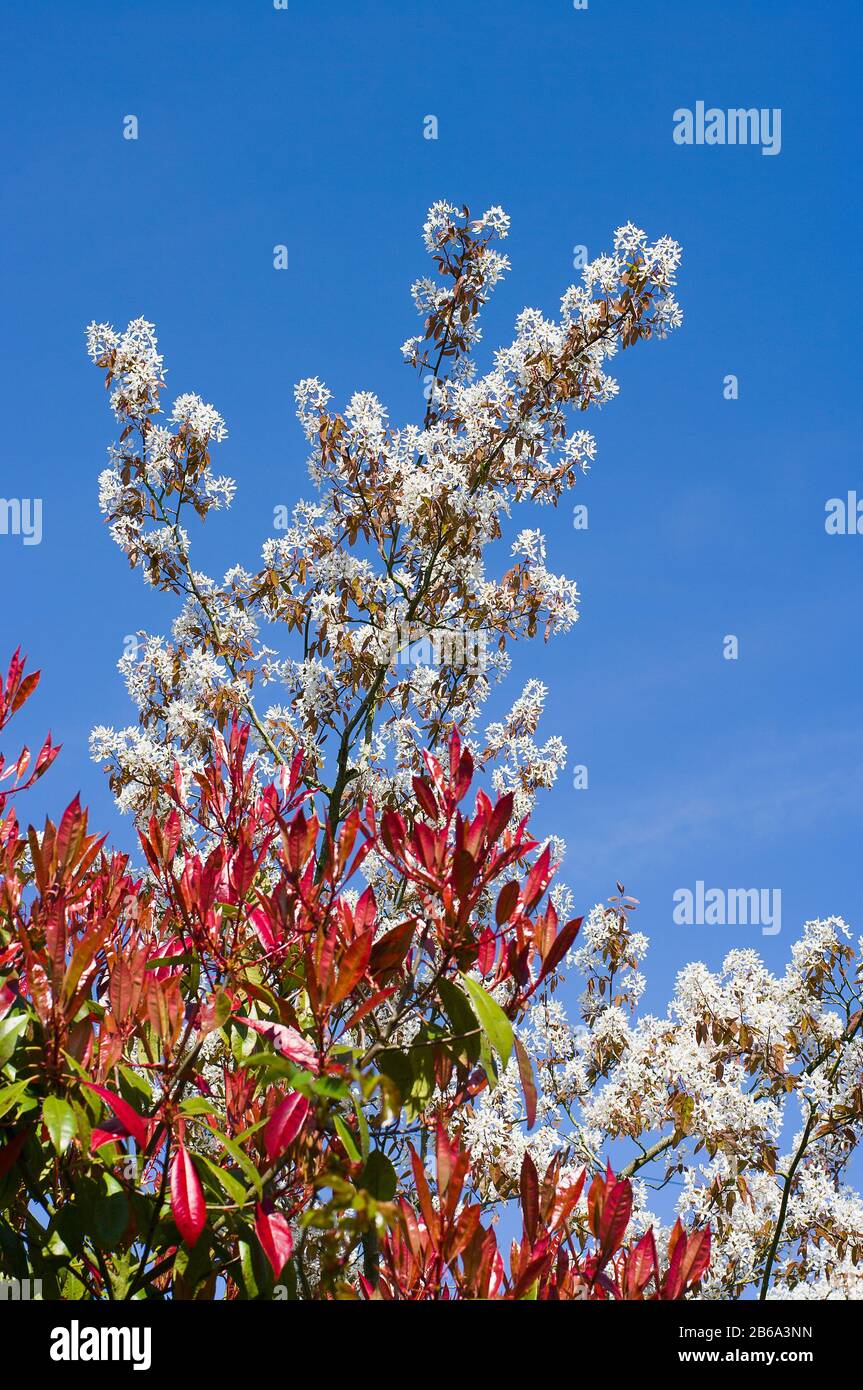 Startling white blossom of Amelanchier lamarkii flowering in April against a clear blue sky Stock Photo