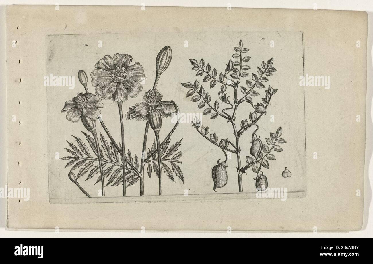 Tagetes and chickpea Cognos Cite lilia (series title) tagetes (tagetes patula) and chickpea (Cicer arietinum), numbered 92 and 93. Manufacturer : print maker: Crispijn of de Passe (I) (attributed to) to drawing of: Crispijn of de Passe (I) (attributed to) publisher: Crispijn of de Passe (I), editor: Hans Place Wout Neel manufacture: print maker: Cologne in drawing: Cologne Publisher: Cologne Publisher: London Date: 1600 - 1604 Physical characteristics: engra; proofing material: paper Technique: engra (printing process) Measurements: plate edge: H 127 mm × W 205 mmblad: h 172 mm × W 272 mmToeli Stock Photo