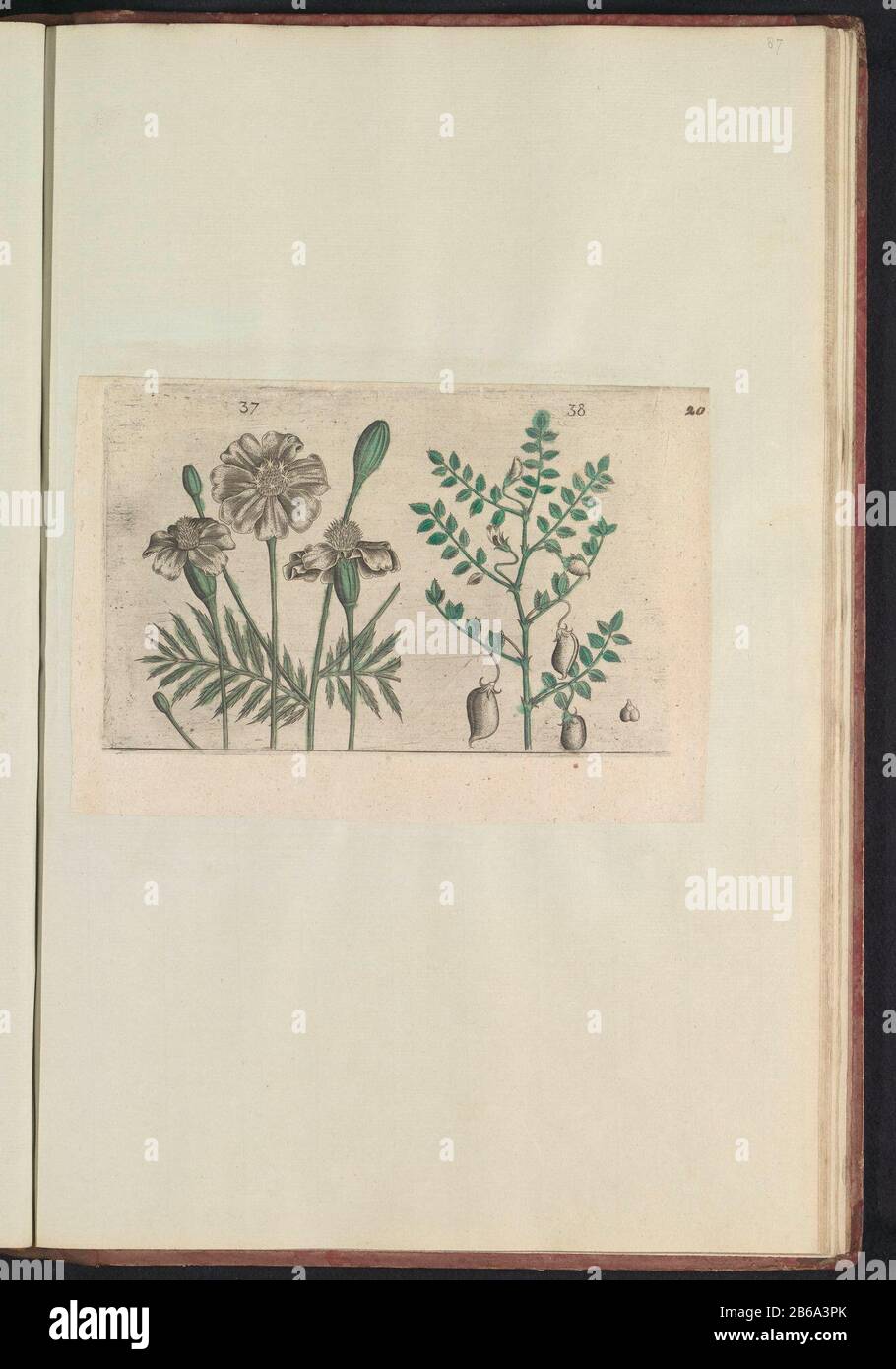 Tagetes (Tagetes patula) and chickpea (Cicer arietinum) Tagetes and chickpea. Figs. 37 and 38, numbered on a leaf with the hand 20. In: Anselmi Boëtii the Boot I.C. Brugensis & Rodolphi II. Imp. Novel. a medical cubiculis Florum, Herbarum, ac fructuum selectiorum icones, and vires pleraeque hactenus ignotæ. Part of the album with sheets and plates from the Boodts herbarium of 1640. The twelfth twelve albums of watercolors of animals, birds and plants are known around 1600, commissioned by Emperor Rudolf II. Manufacturer : printmaker: anonymous to print from: Crispin on de Passe (I) Place manuf Stock Photo