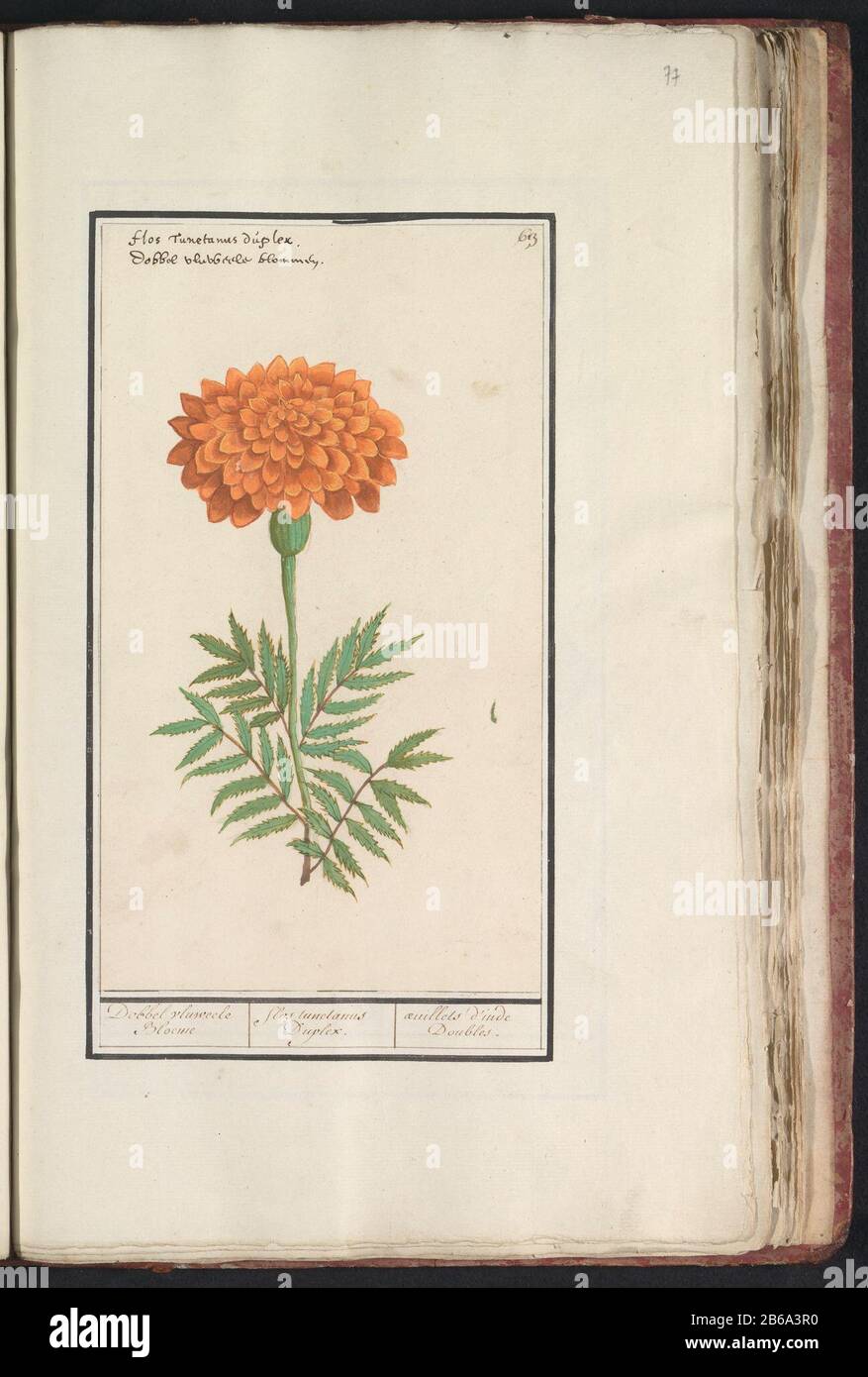 (Tagetes) Dice vluweele Bloeme Flos tunetanus Duplex Oeuilles Doubles (title object) Orange African marigold. Numbered top right: Top left the Latin and Dutch name. Part of the first album