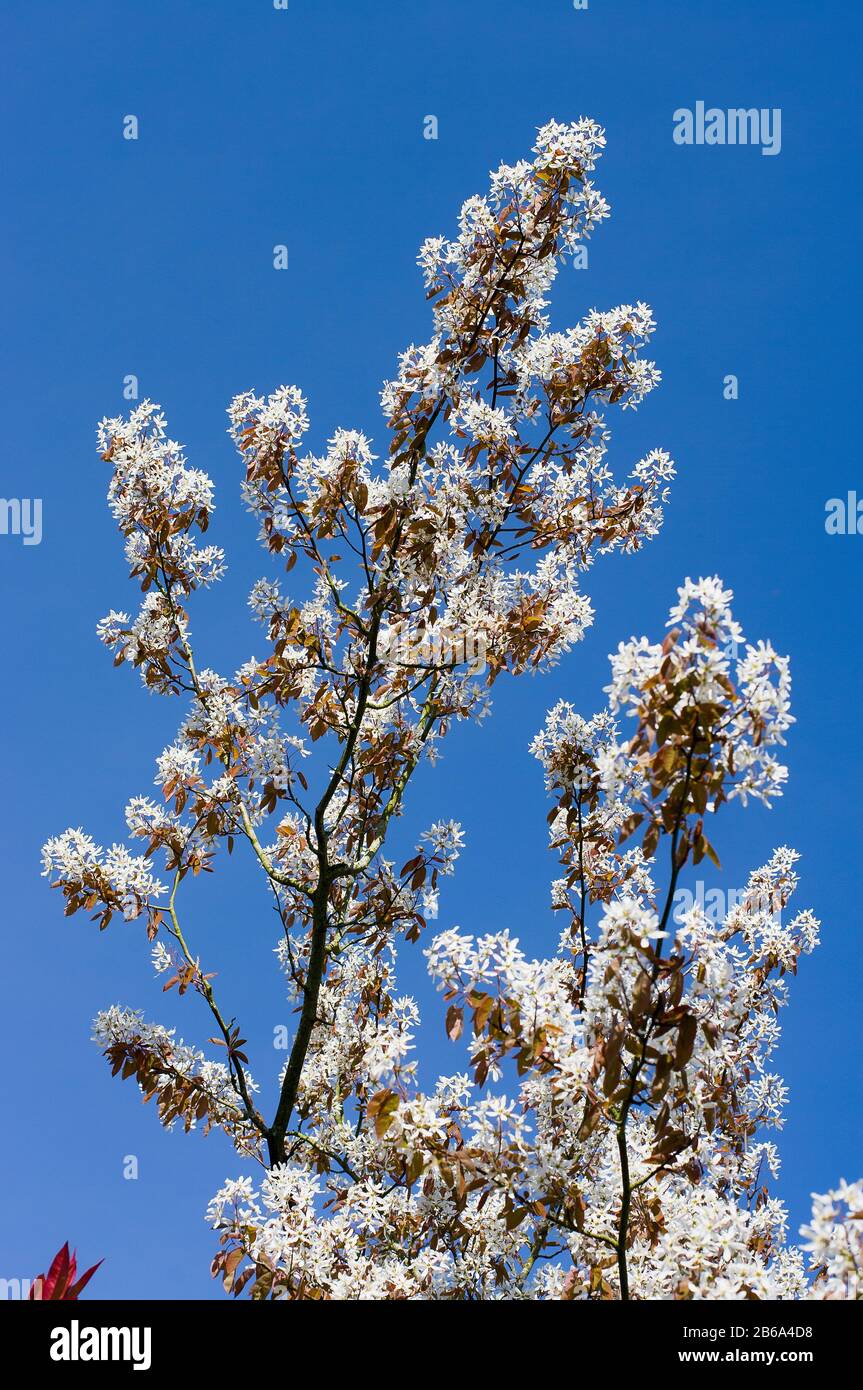 Startling white blossom of Amelanchier lamarkii flowering in April against a clear blue sky Stock Photo