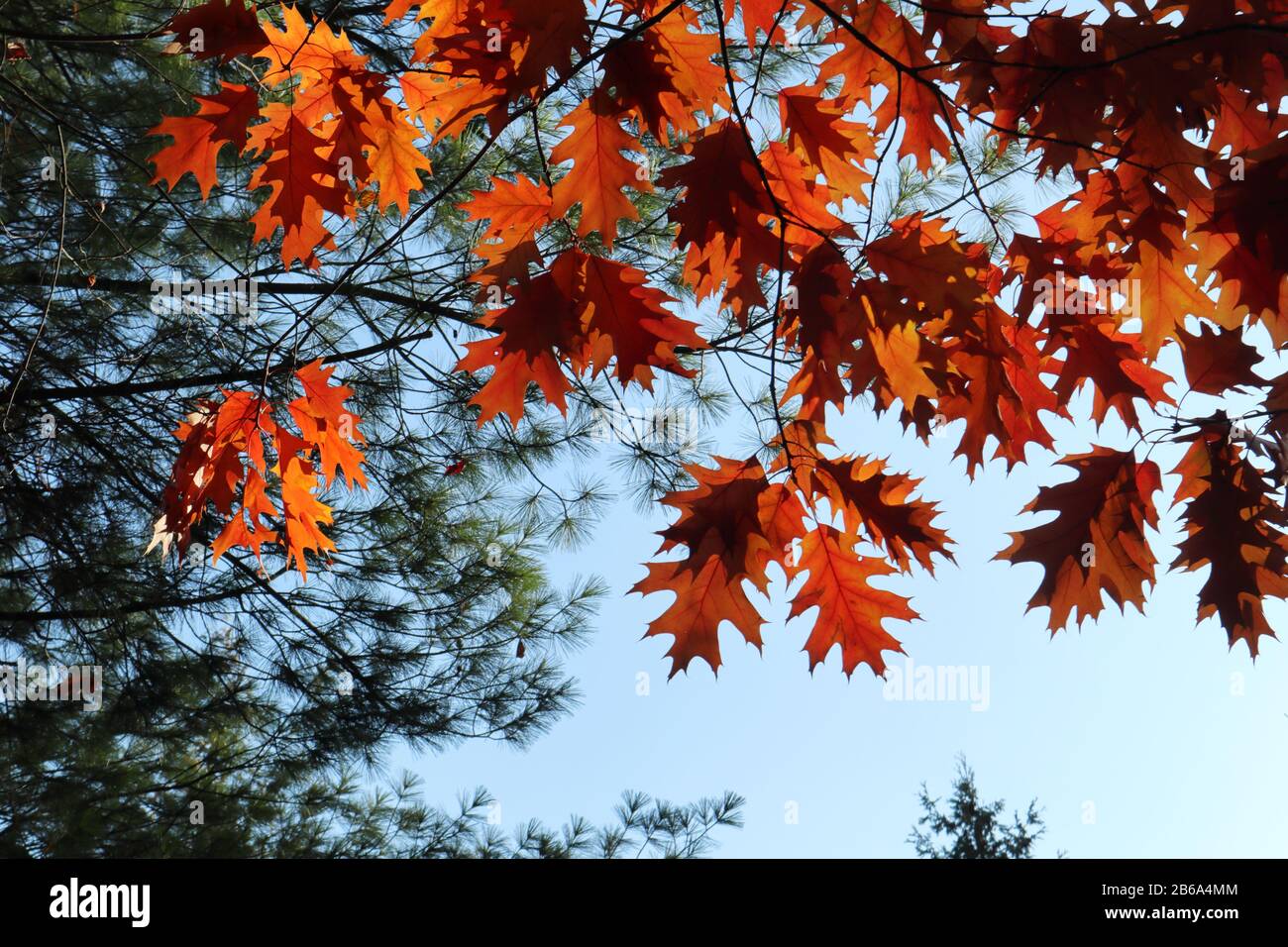 Framed by oak tree hi-res stock photography and images - Alamy