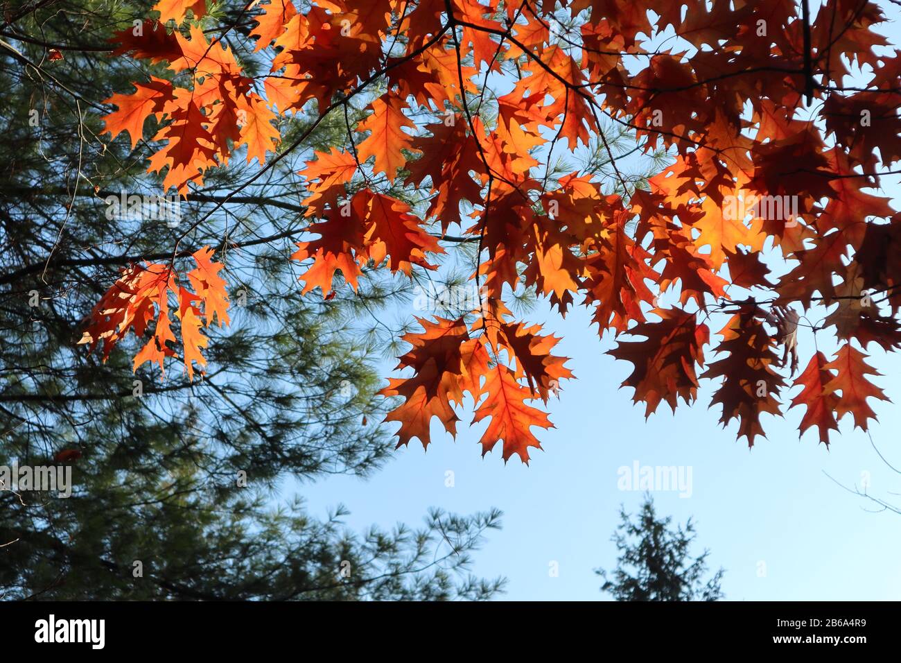 Autumn oak tree yellow leaves on blue sky framed colorful natural