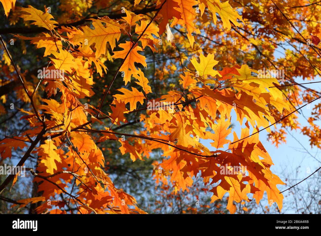 Autumn bright yellow orange oak tree leaves with blue sky gold time ...
