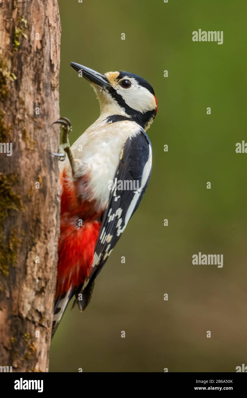 Great Spotted Woodpecker - Dendrocopos major, beautiful colored woodpecker from European forests and woodlands, Hortobagy National Park, Hungary. Stock Photo
