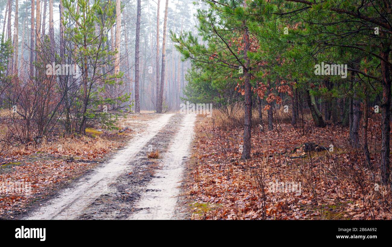 Mystic foggy forest road hi-res stock photography and images - Alamy