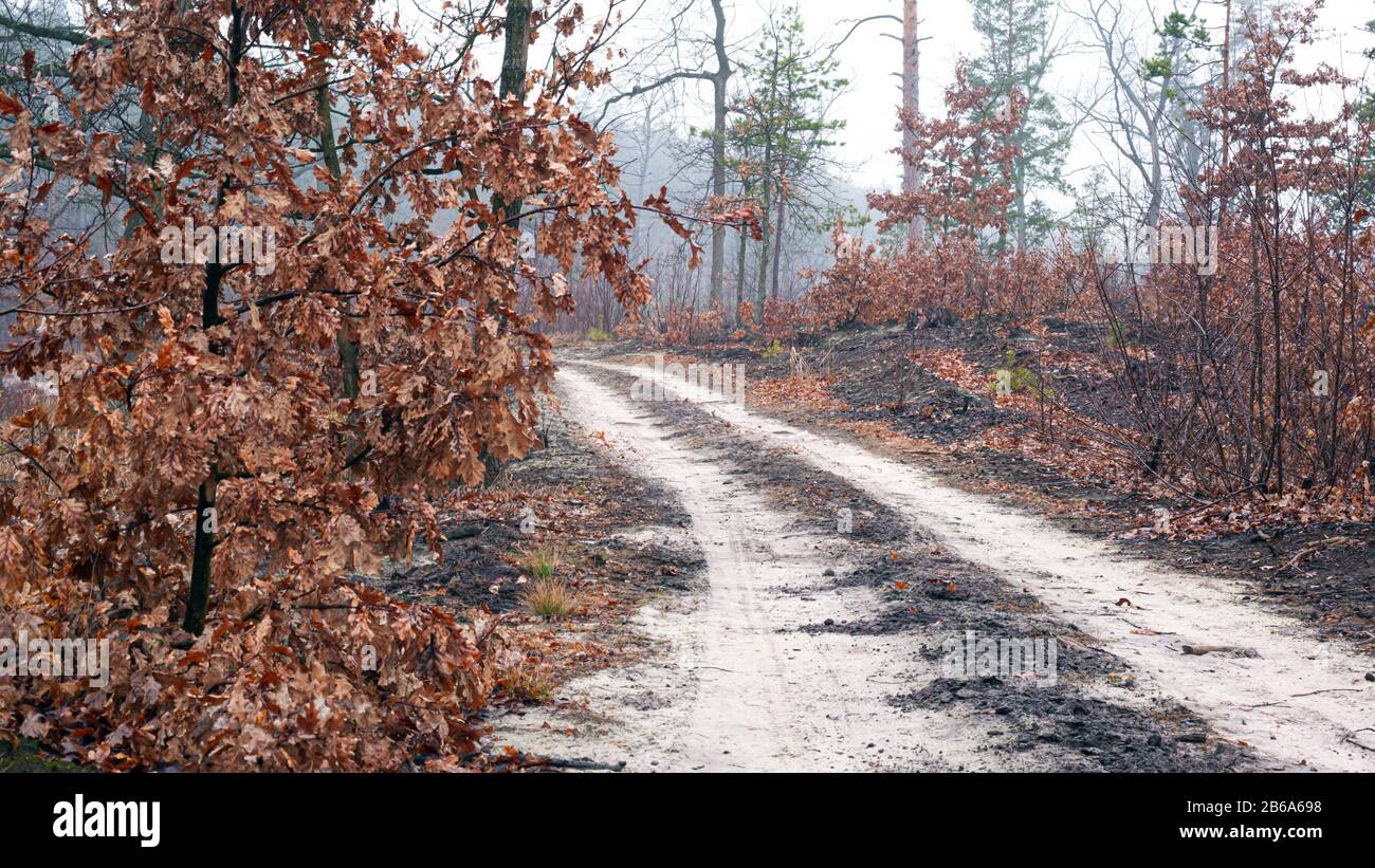 Mystic foggy forest road hi-res stock photography and images - Alamy