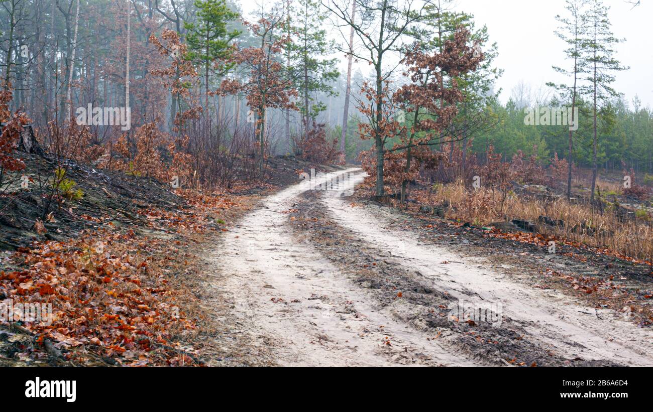 Mystic foggy forest road hi-res stock photography and images - Alamy