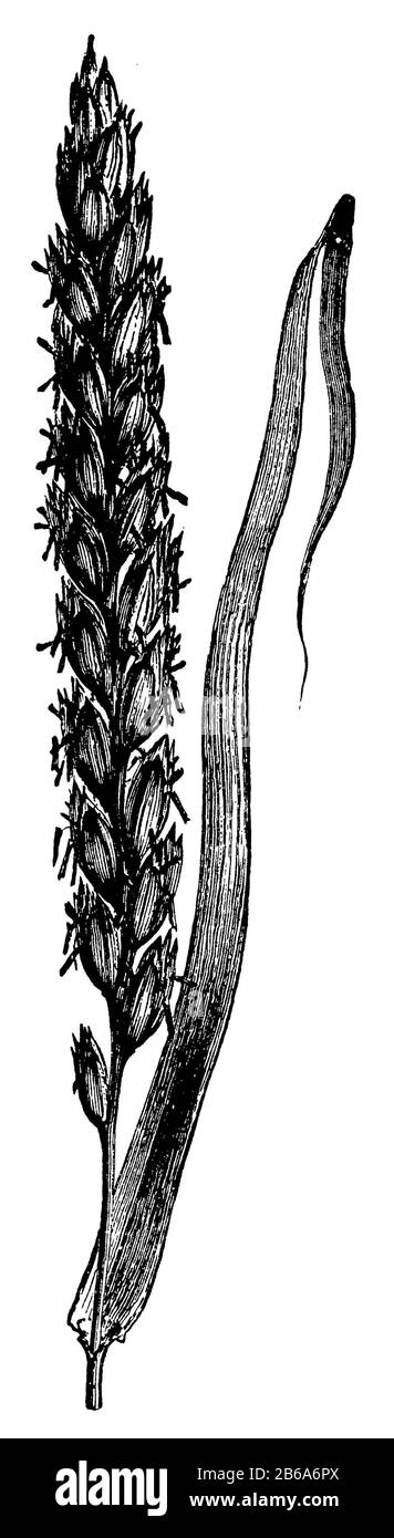 spelt, Triticum aestivum subsp. spelta, anonym (natural history book, 1886) Stock Photo