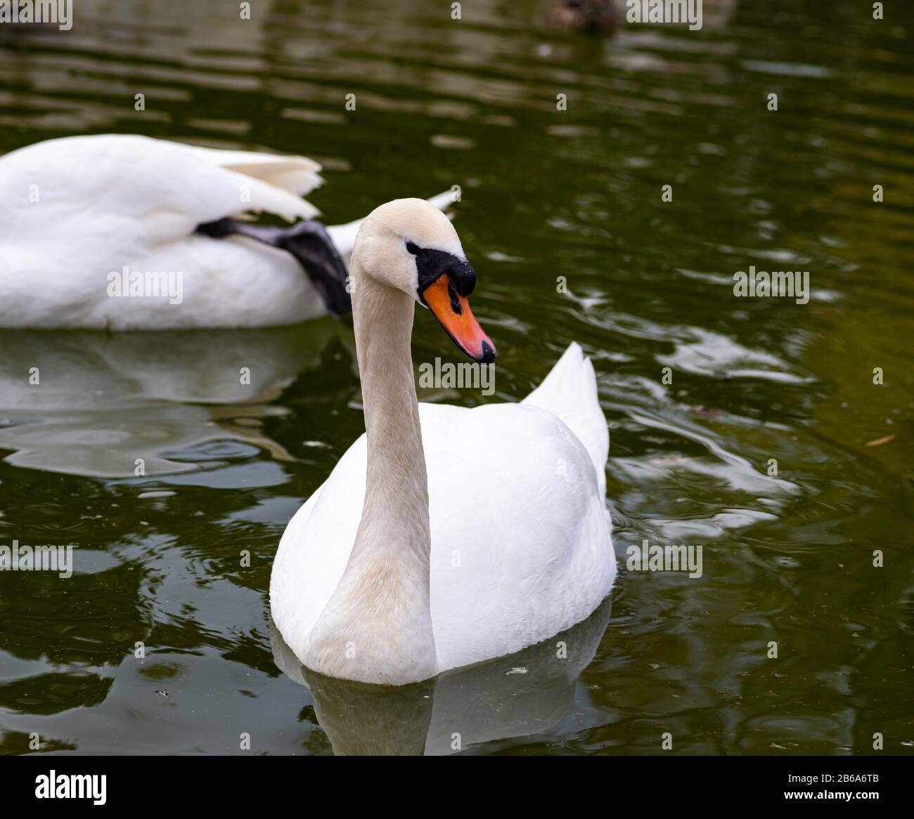 A Swan With Dirty White Feathers and An Orange Bill Stock Photo