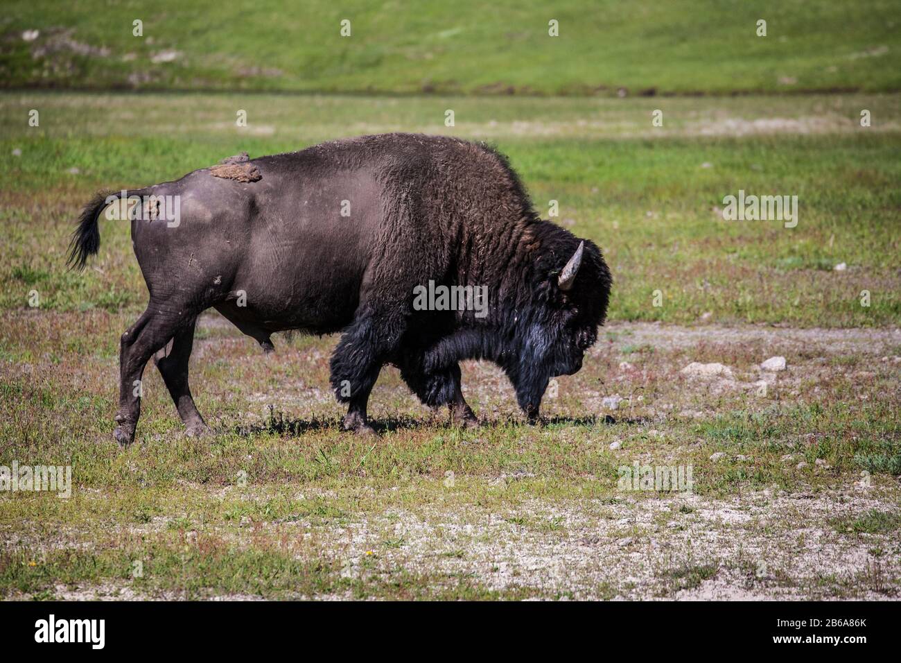 One Bull American Bison in Yellowstone National Park, Wyoming, USA, US funny animals Stock Photo
