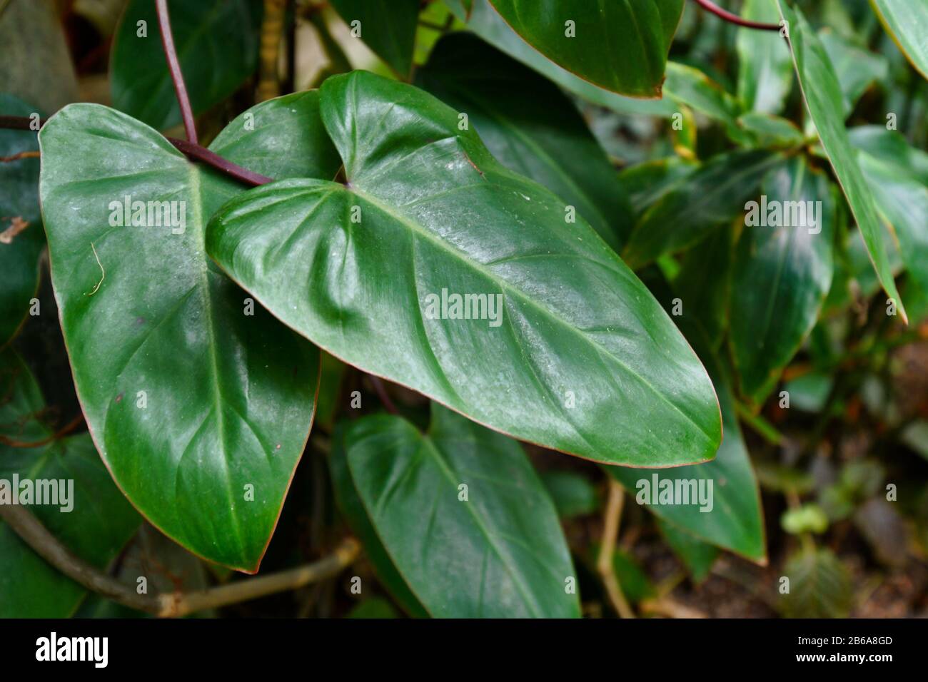 Tropical 'Philodendron Erubescens Red Emerald' plant leaf with red stem, native to Colombia Stock Photo