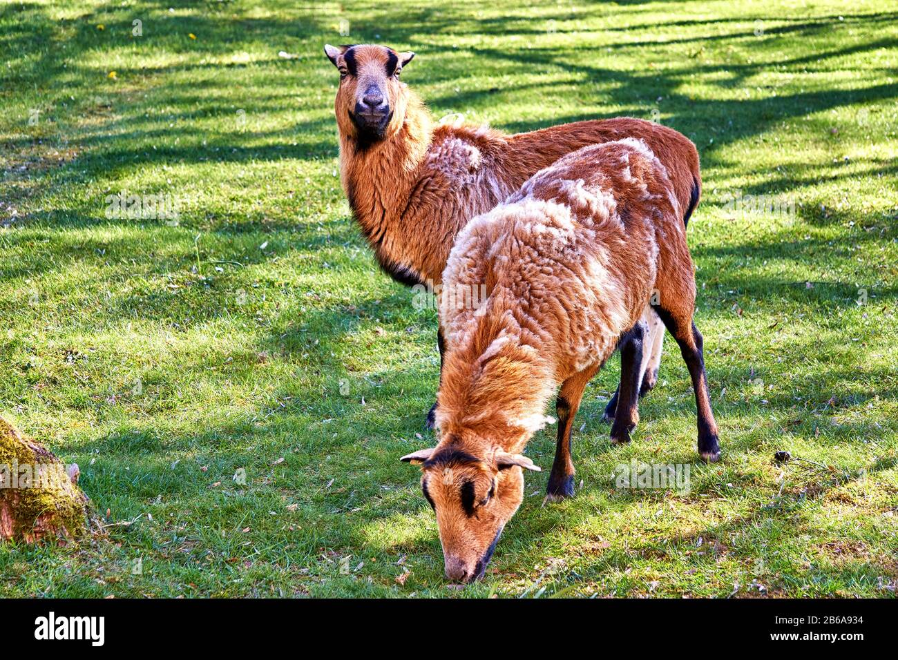 Cameroon sheep graze in a green pasture. Breed Ovis aries. Stock Photo