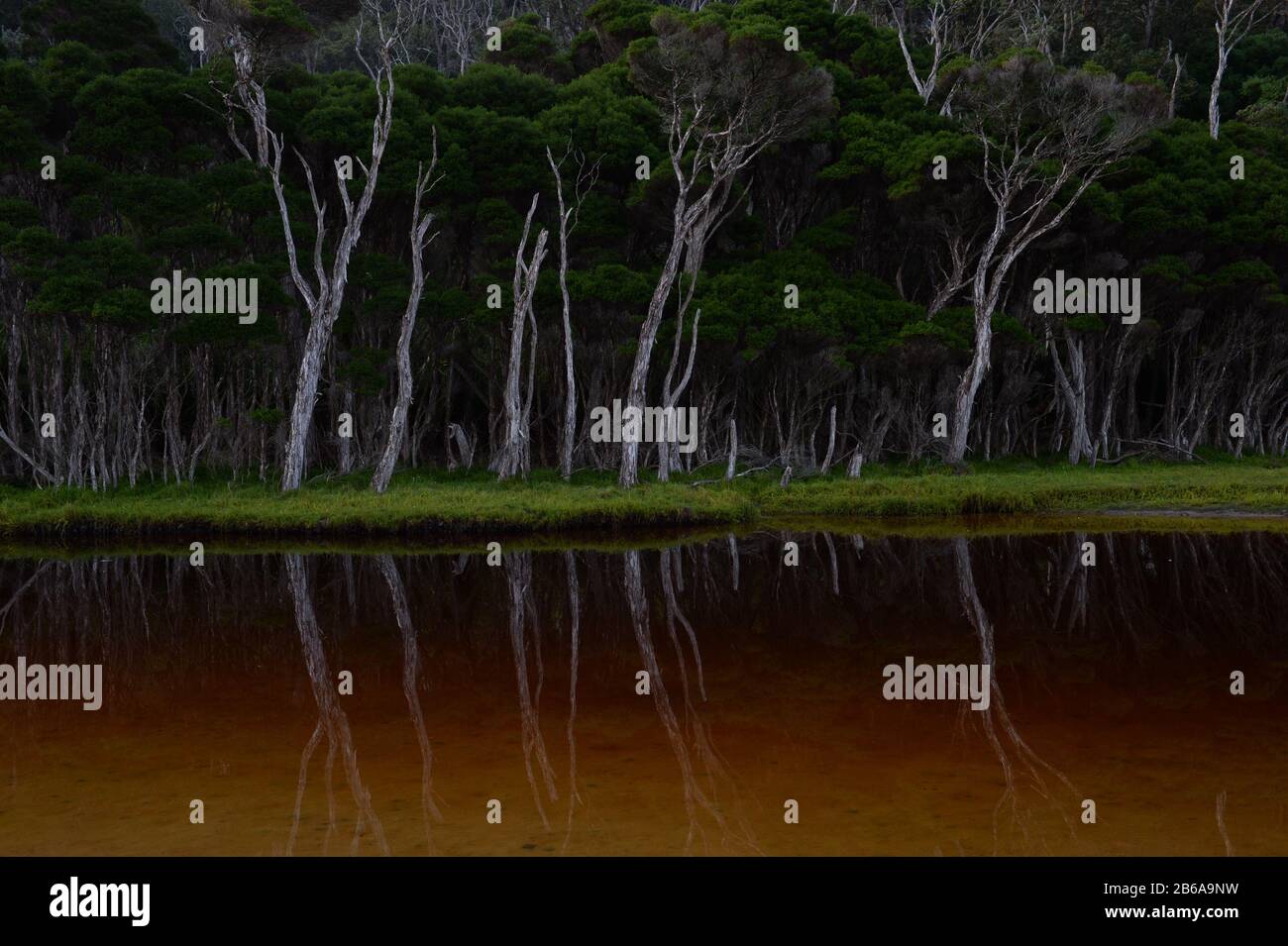 Eucalyptus trees reflecting in river Stock Photo