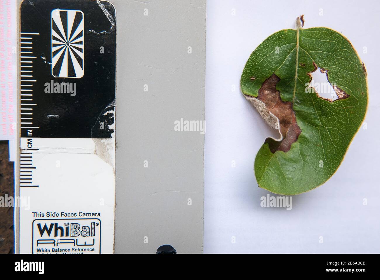 A scientific record of an afflicted Quince tree leaf alongside a reference Grey card and metric scale for sizing information and colour fidelity Stock Photo
