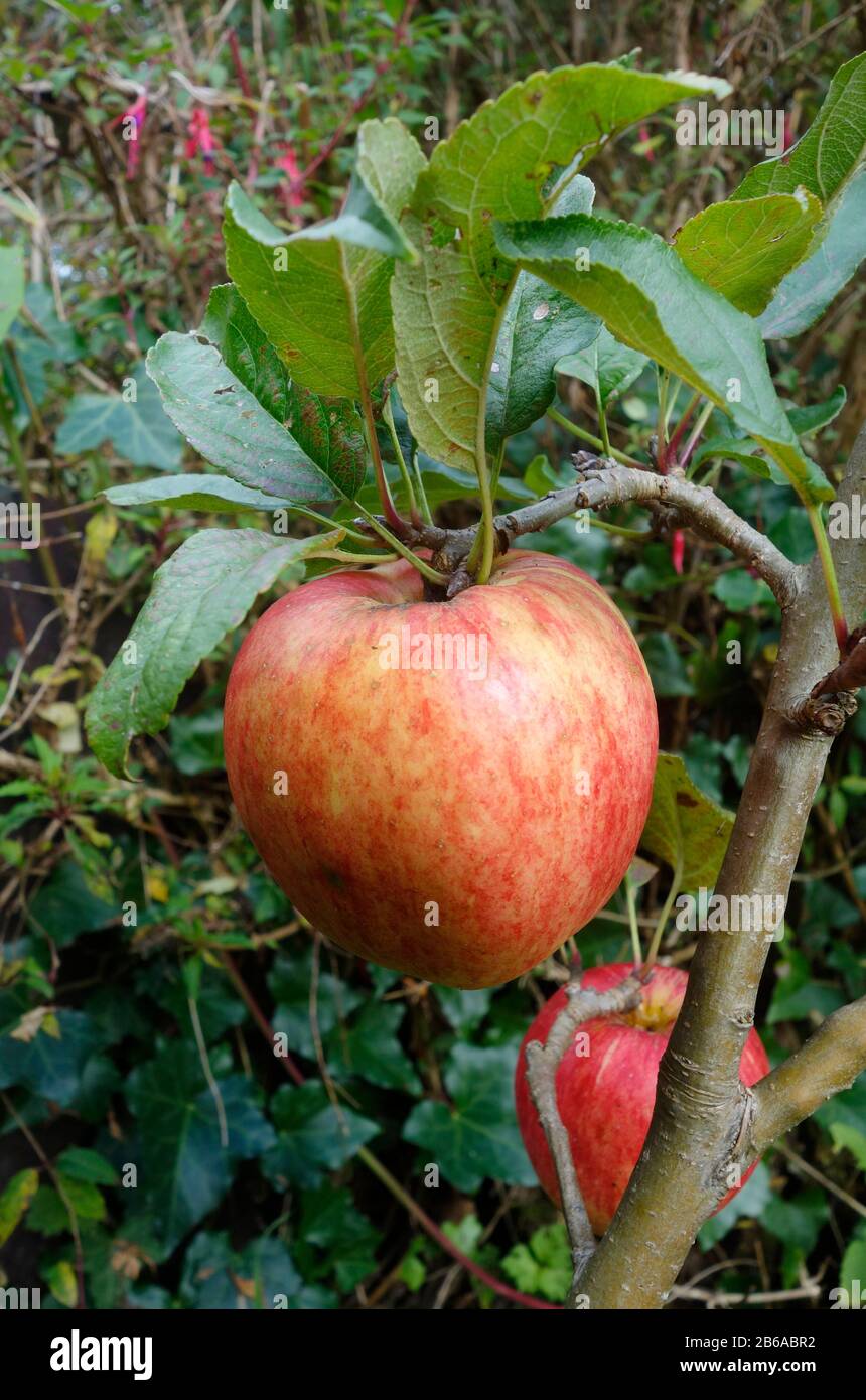 Bardsey apple, Malus domestica 'Bardsey' Stock Photo