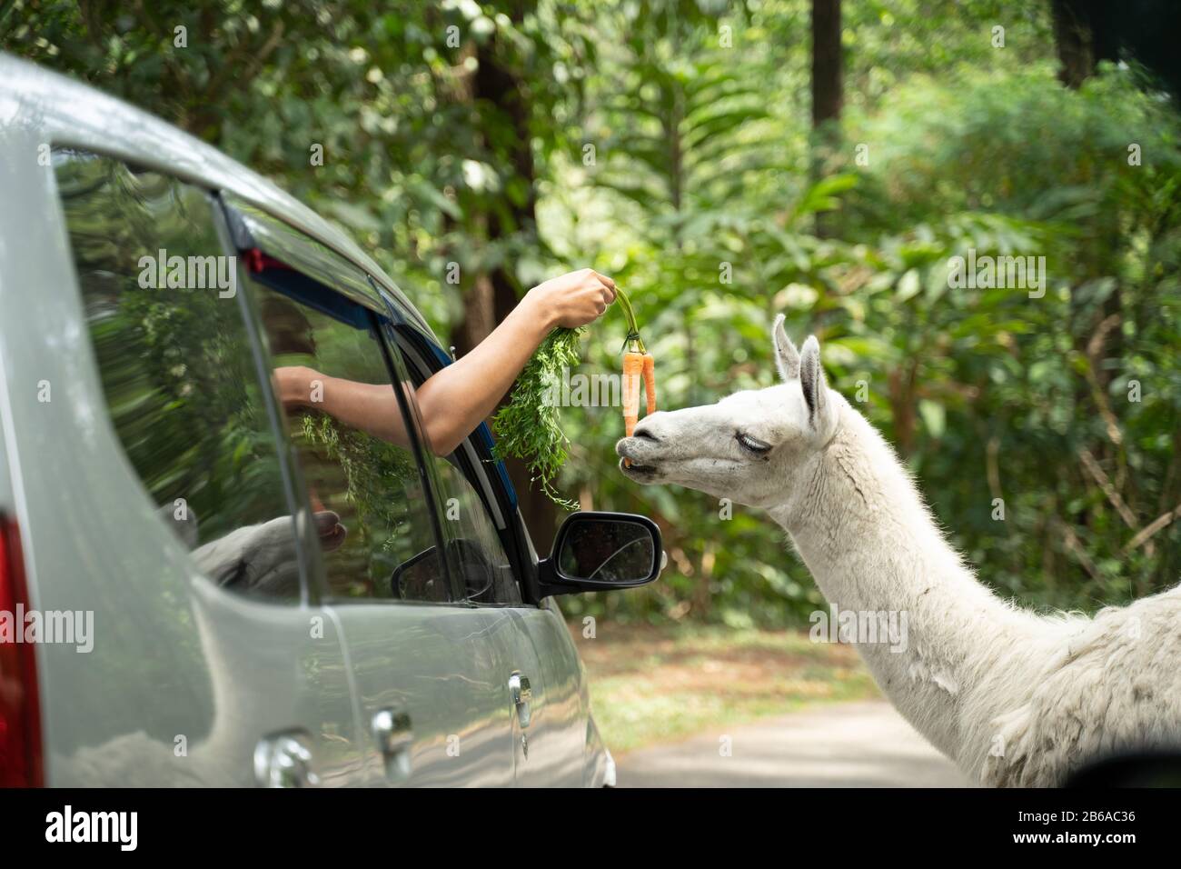 Car Feeding High Resolution Stock Photography and Images Alamy