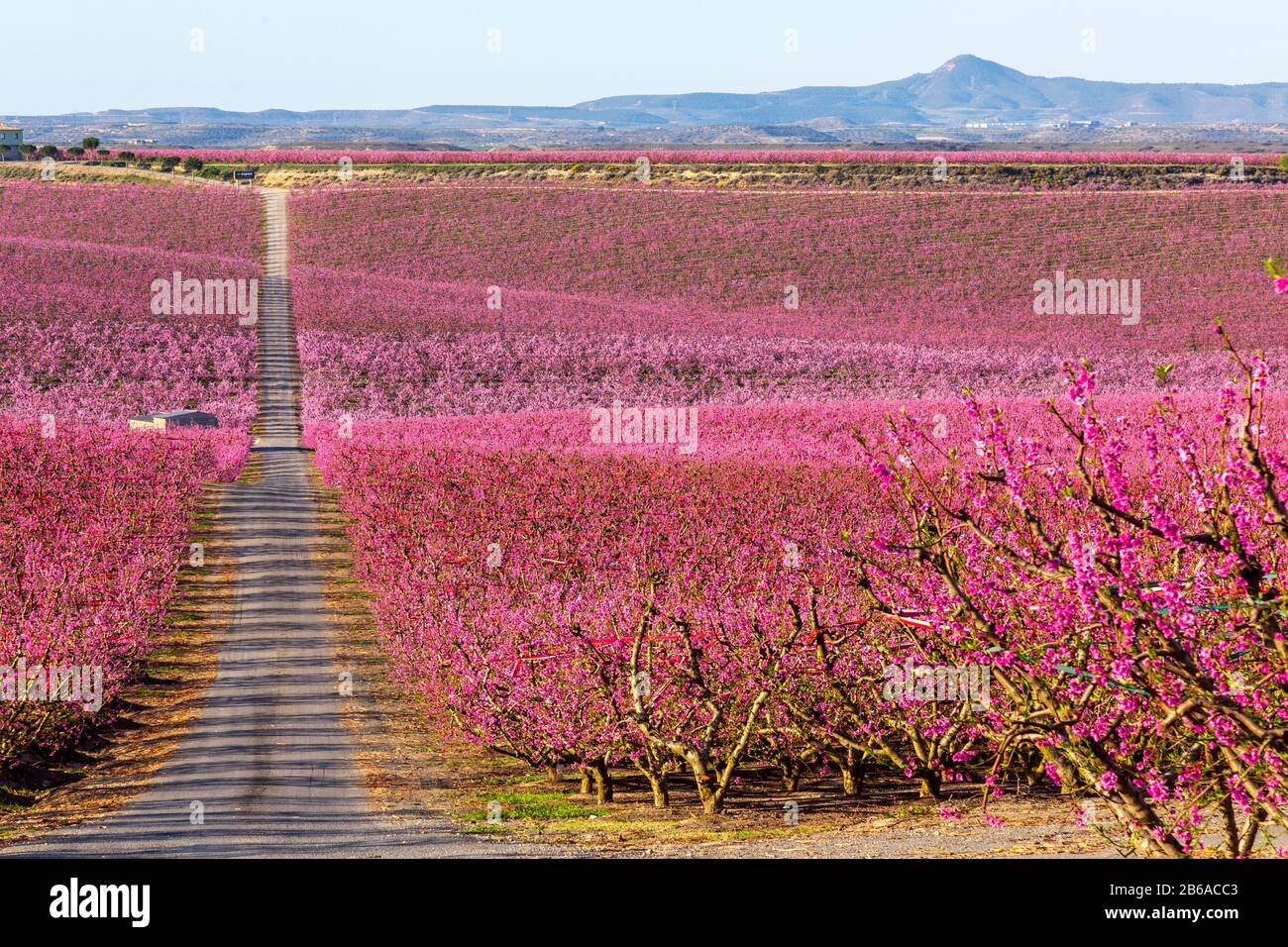 Blooming fields of peaches in Aitona, Catalonia, Spain. Tourist place to take photos and beautiful walks Stock Photo