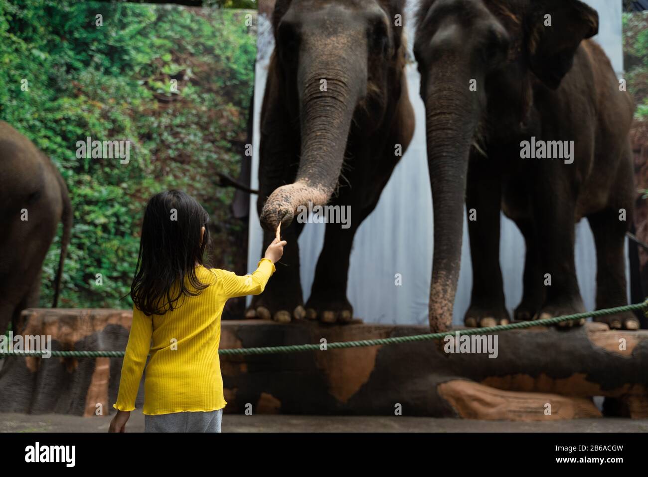 little asian girl dares to feed an elephant in a zoo Stock Photo Alamy