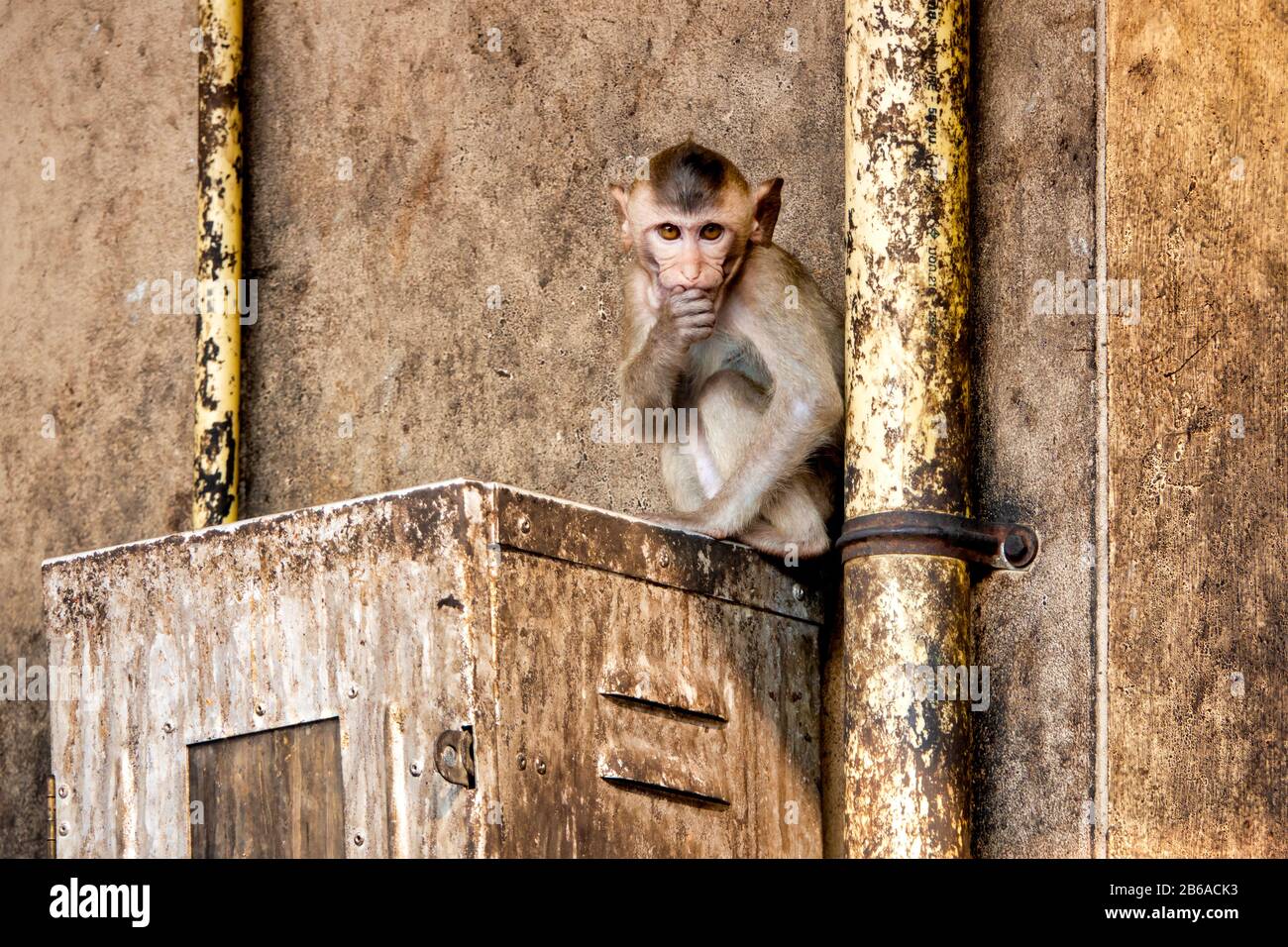 Crab-eating macaque (Macaca fascicularis) in an urban environment Stock Photo
