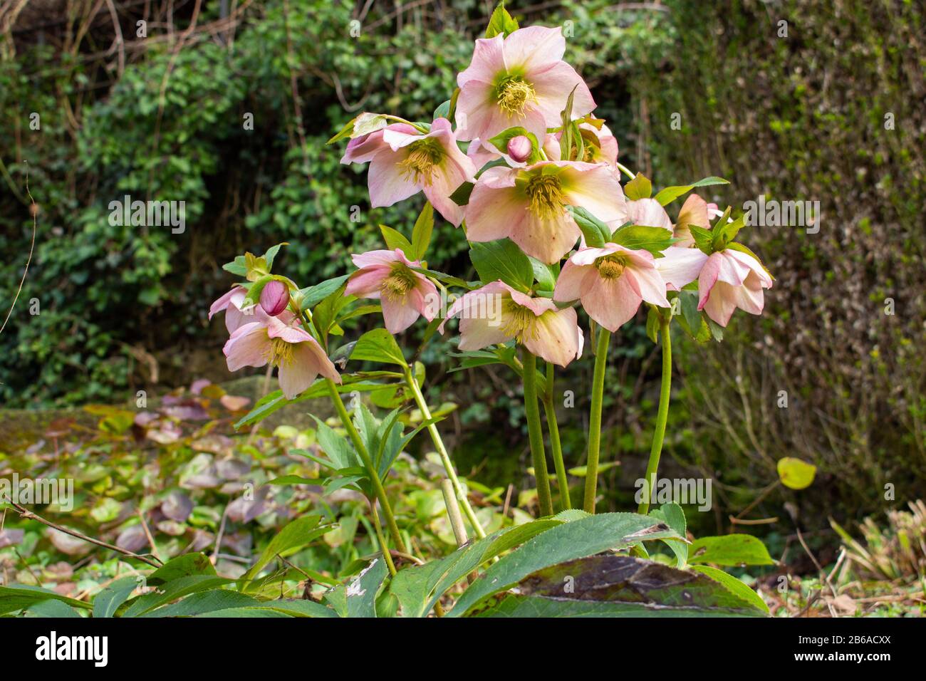 Lenzrose High Resolution Stock Photography and Images Alamy