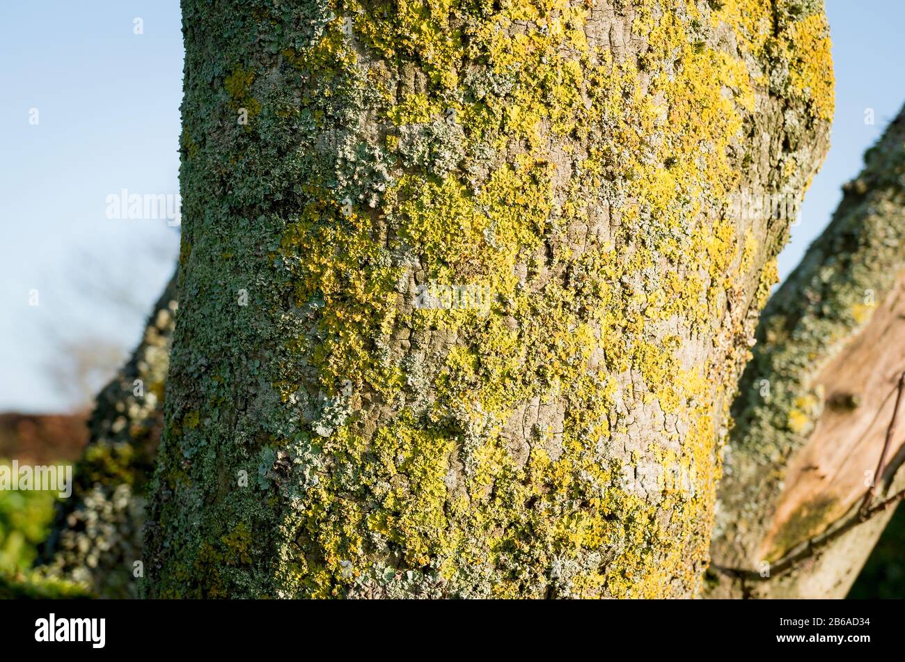 Close up of a trunk of an old Field Maple tree showing fissured bark and various lichens growing on the crevices of the tree Stock Photo
