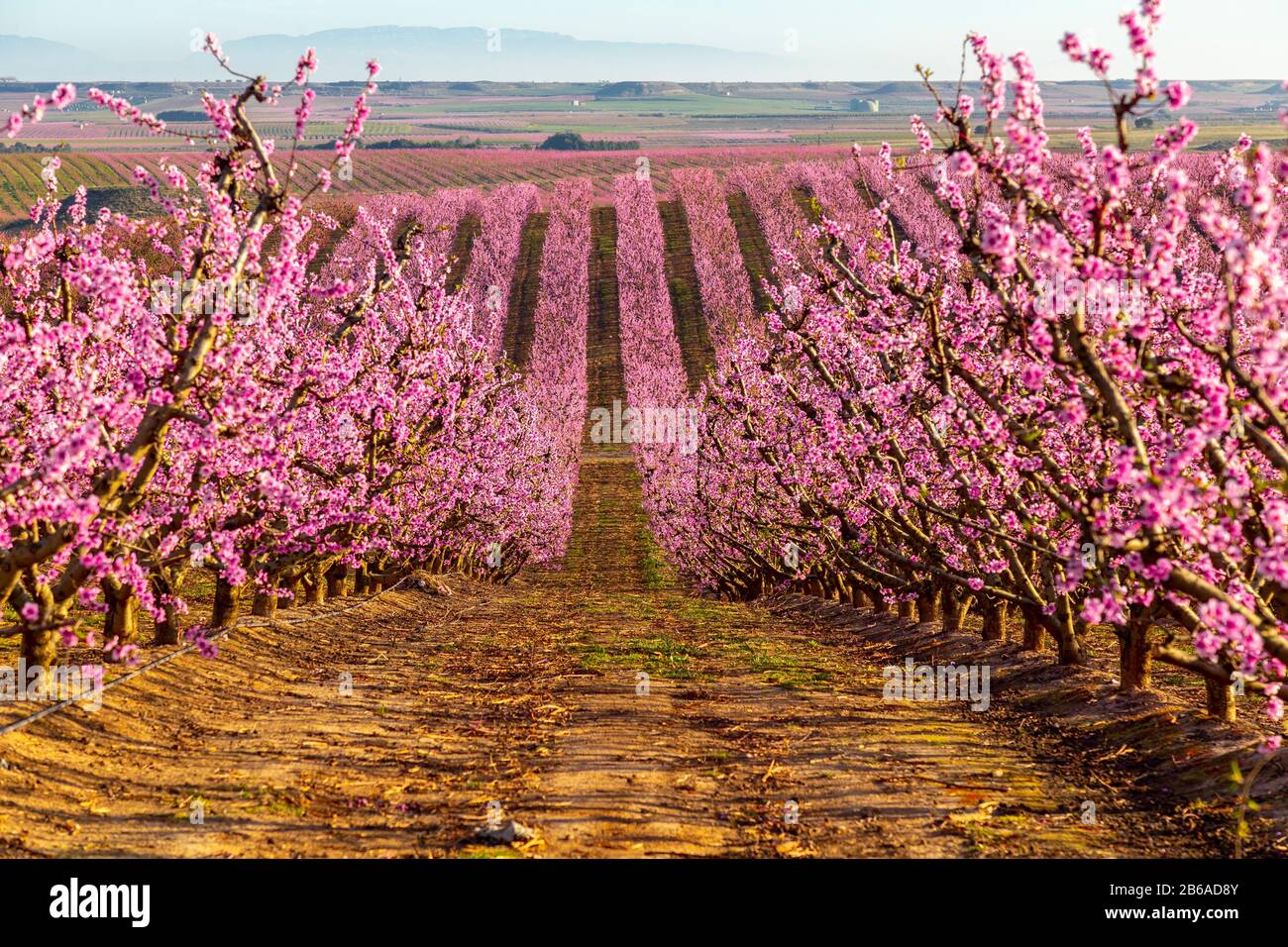 Blooming fields of peaches in Aitona, Catalonia, Spain. Tourist place to take photos and beautiful walks Stock Photo