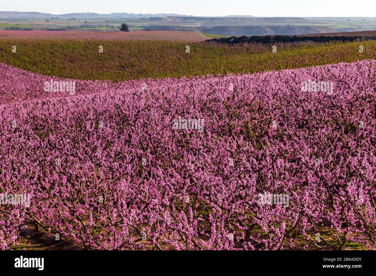 Blooming fields of peaches in Aitona, Catalonia, Spain. Tourist place to take photos and beautiful walks Stock Photo