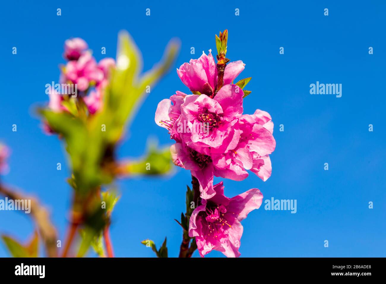 Blooming fields of peaches in Aitona, Catalonia, Spain. Tourist place to take photos and beautiful walks Stock Photo