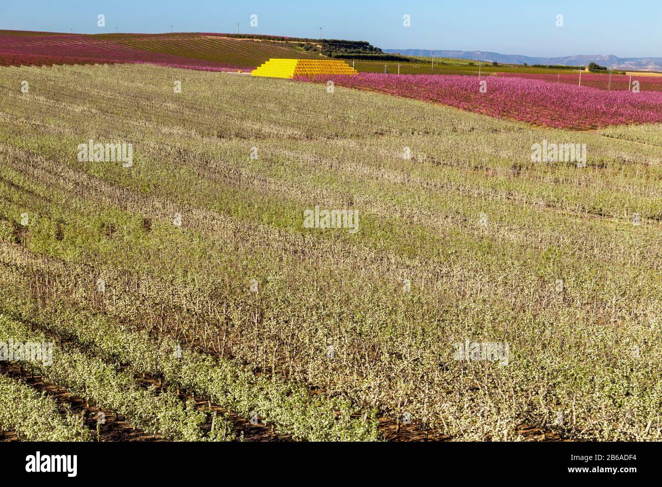 Blooming fields of peaches in Aitona, Catalonia, Spain. Tourist place to take photos and beautiful walks Stock Photo