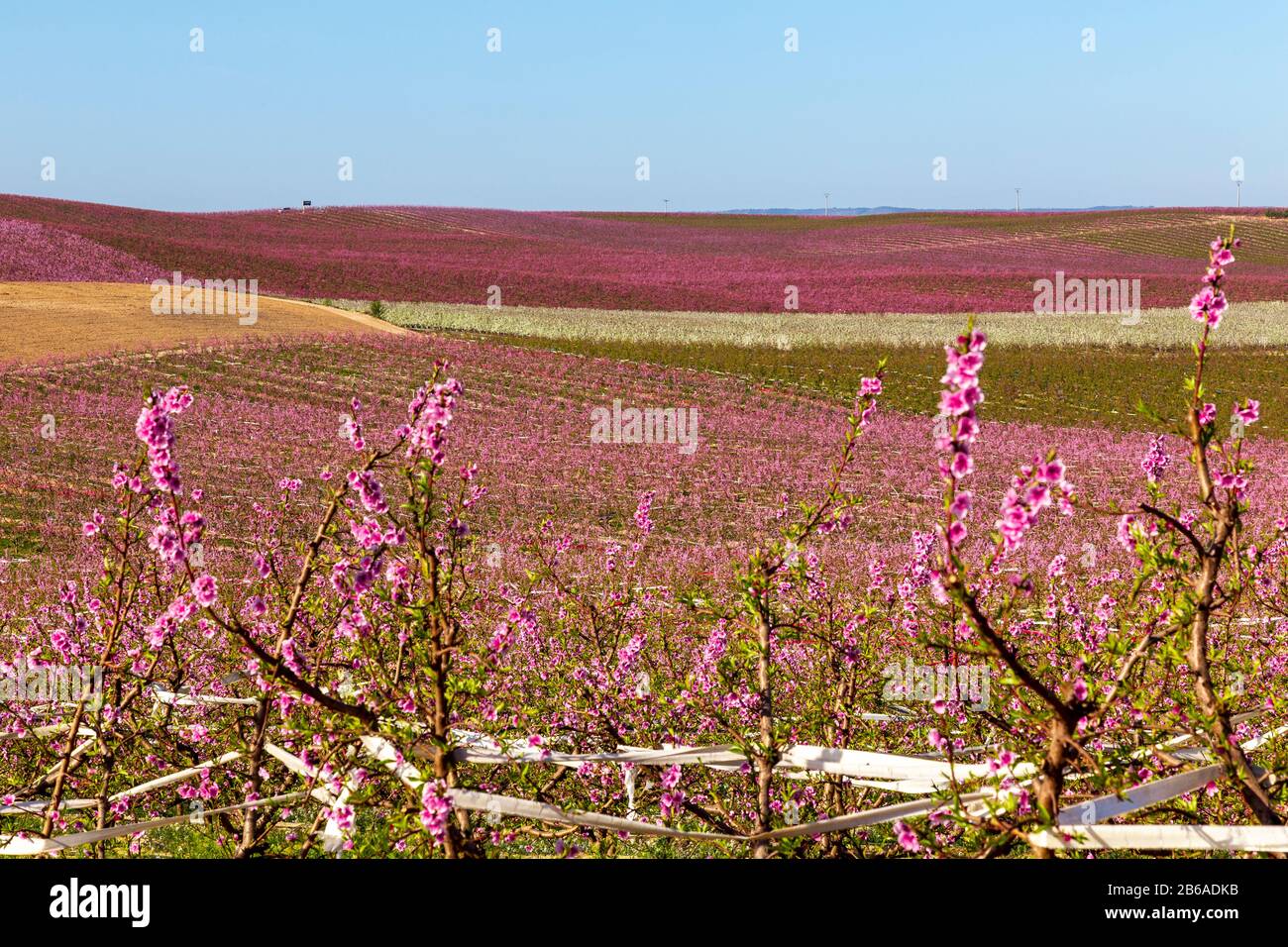 Peach blossom at dusk in plantation grown in Spain, Prunus Persica,  Rosaceae Stock Photo - Alamy