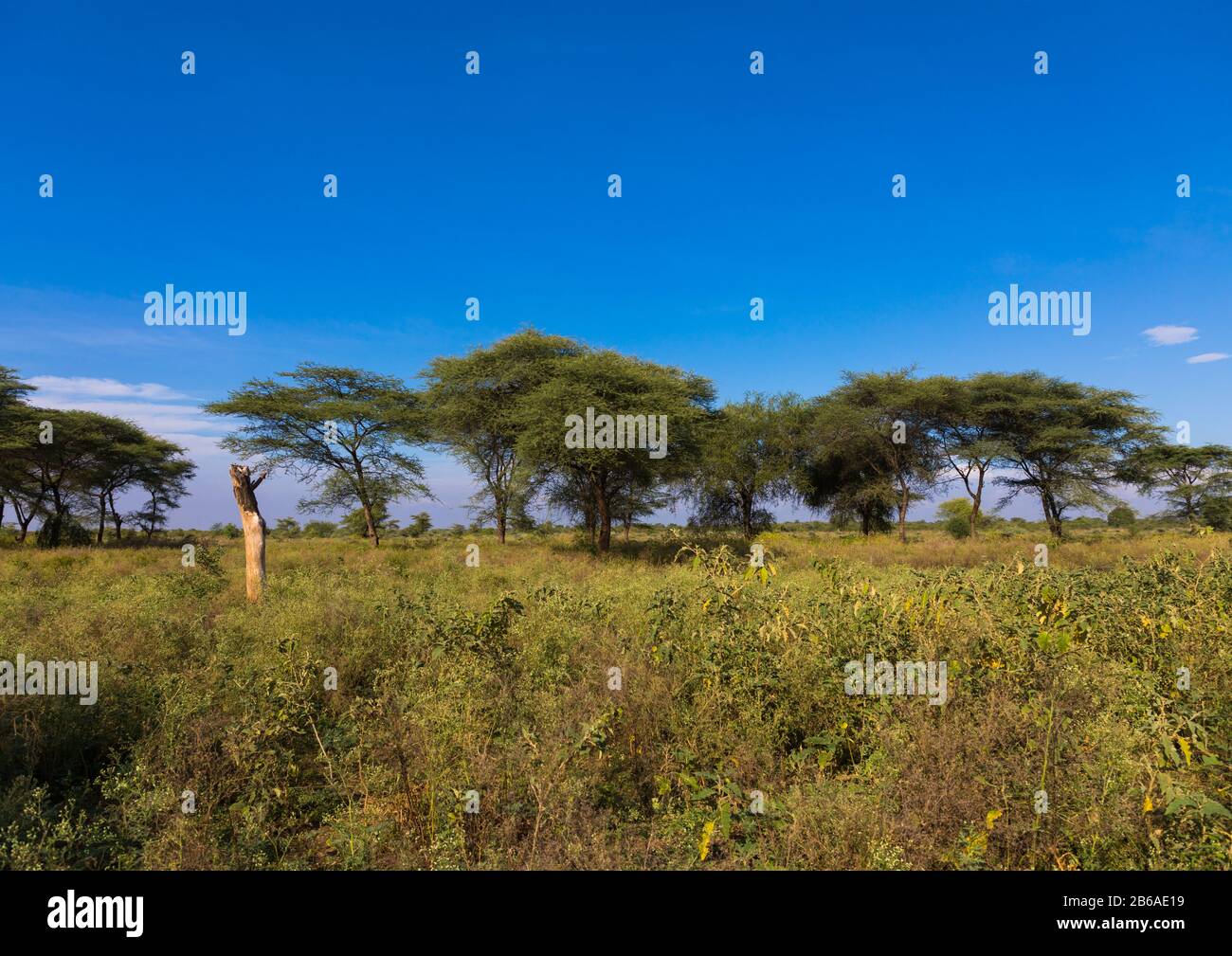 Accacias in an arid landscape, Namorunyang State, Kapoeta, South Sudan Stock Photo