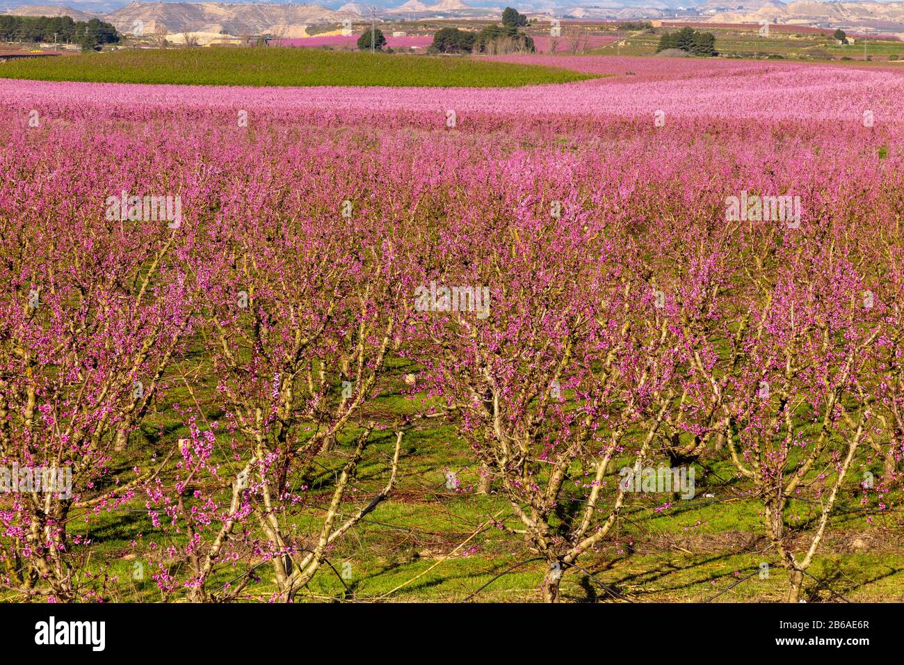 Blooming fields of peaches in Aitona, Catalonia, Spain. Tourist place to take photos and beautiful walks Stock Photo
