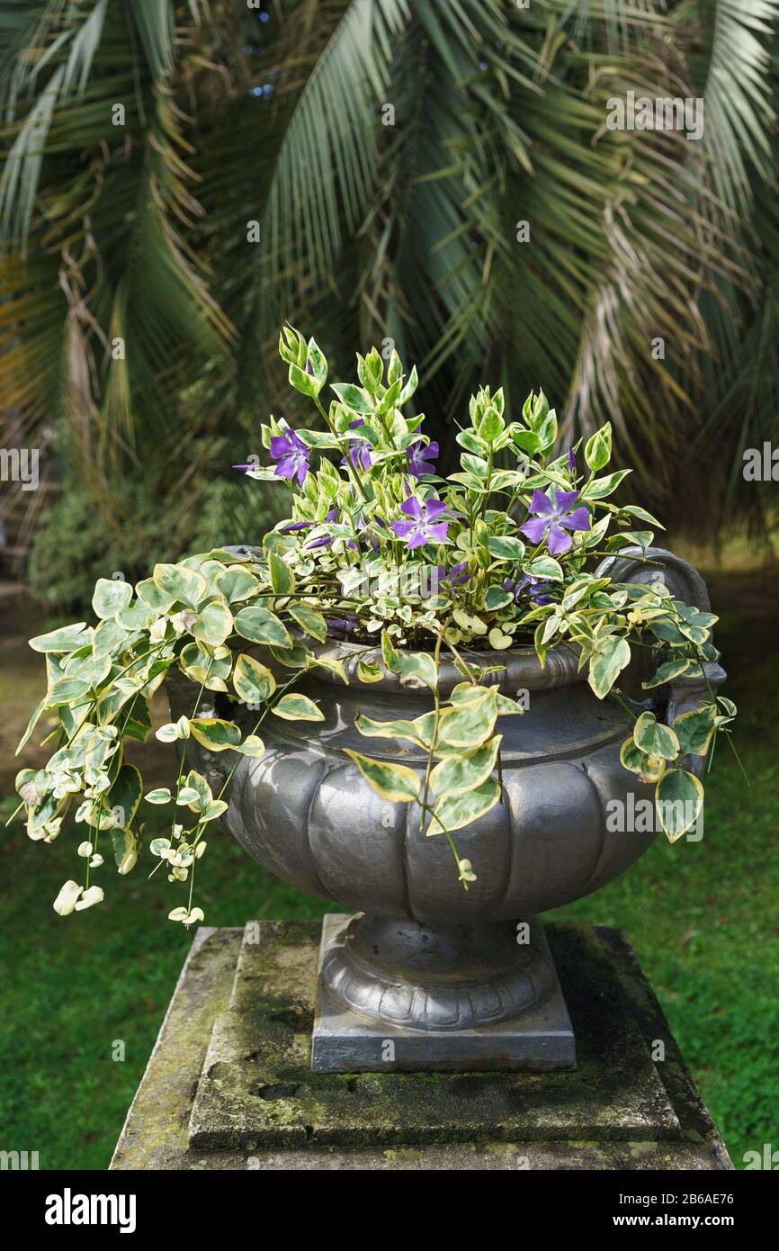 Perennial creeping evergreen periwinkle large Variegate (lat. Vinca major Variegata) in a silver vase in the southern tropical Park Stock Photo