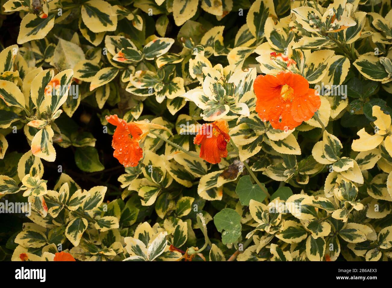 A surprise appearance of self-seeded flowering nasturtiums scrambling through an ornamental Euonymus Emerald and Gold variegated leafed shrub Stock Photo
